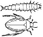 Centroptilum