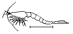 Elveosmysis (Neomysis integer)