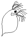 Ceriodaphnia