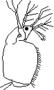 Acantholeberis curvirostris