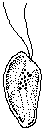 Chilomonas