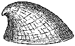 Innsjøtoppluesnegl (Acroloxus lacustris)