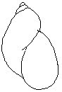 Succinea