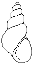 Vandresnegl (Potamopyrgus antipodarum)