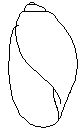 Buttblæresnegl (Physa fontinalis)