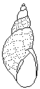 Bredmyrdamsnegl (Lymnaea palustris)
