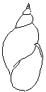 Stordamsnegl (Lymnaea stagnalis)