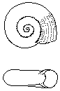 Gyraulus