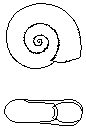 Glattskivesnegl (Gyraulus laevis)