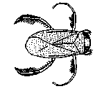 Callicorixa