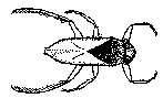 Stor ryggsvømmer (Notonecta glauca)