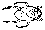 Micronecta