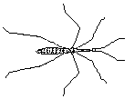 Hydrometra stagnorum