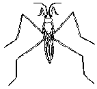 Gerris argentatus