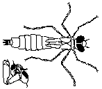 Cordulia aenea