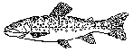 Bekkerøye (Salvelinus fontinalis)