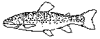 Røye (Salvelinus alpinus)