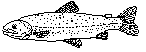 Regnbueørret (Oncorhynchus mykiss)