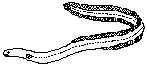Ålefisk (Anguilliformes)