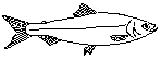 Lagesild (Coregonus albula)