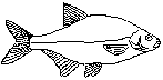 Abramis