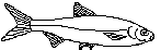 Gullbust (Leuciscus leuciscus)