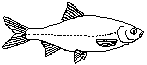 Rutilus
