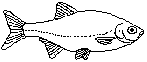 Scardinius