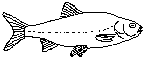 Leuciscus