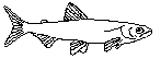 Krøkle (Osmerus eperlanus)