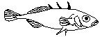 Stiklingfisker (Gasterosteiformes)