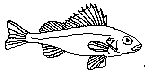 Hork (Acerina cernua)