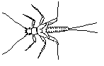 Taeniopteryx nebulosa