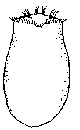 Asplanchna priodonta