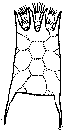 Keratella cochlearis