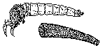 Anabolia
