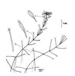 Klovasshår (Callitriche hamulata)