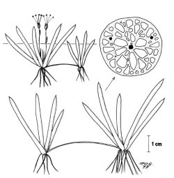 Tjerngras (Littorella uniflora)