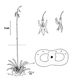 Botnegras (Lobelia dortmanna)