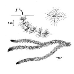 Tusenblad (Myriophyllum alterniflorum)