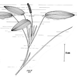Tjernaksslekta (Potamogeton)