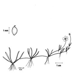 Evjesoleie (Ranunculus reptans)
