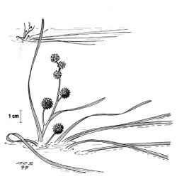 Flotgras (Sparganium angustifolium)