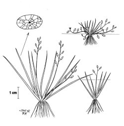 Sylblad (Subularia aquatica)