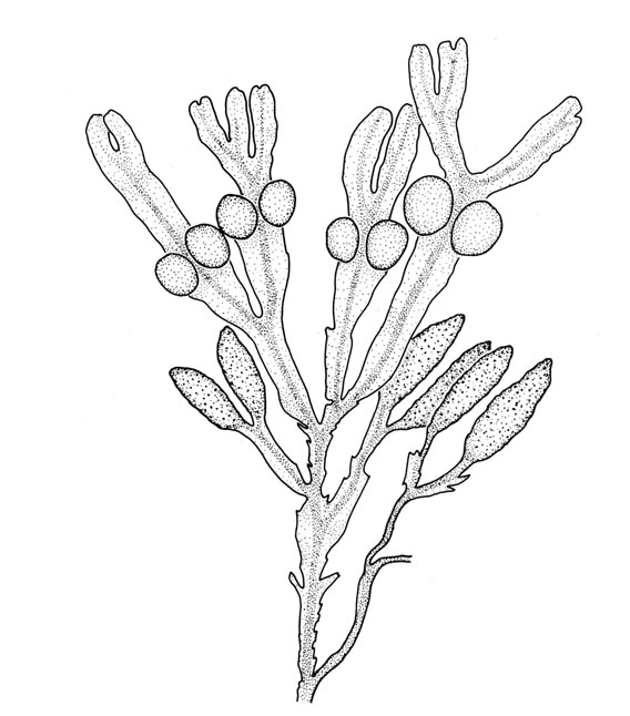 Blretang (Fucus vesiculosus)