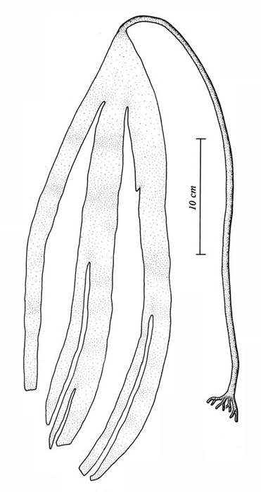 Fingertare (Laminaria digitata)