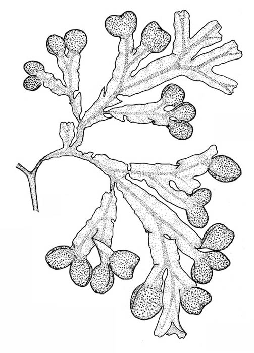 Kaurtang (Fucus spiralis)