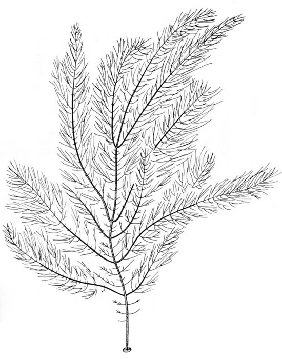 Mjukt kjerringhr (Desmarestia viridis)