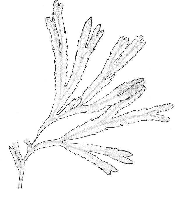 Sagtang (Fucus serratus)