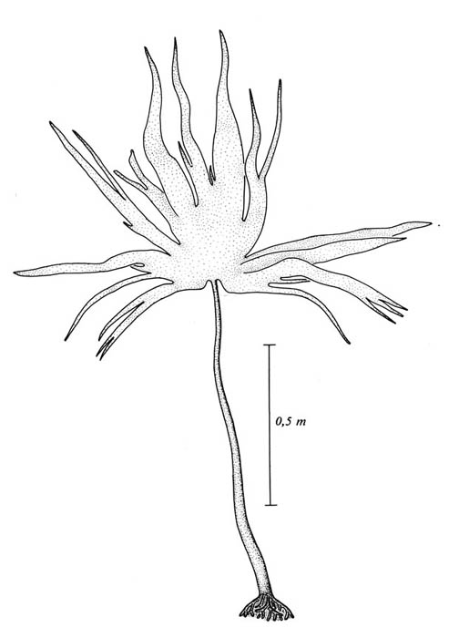 Stortare (Laminaria hyperborea)